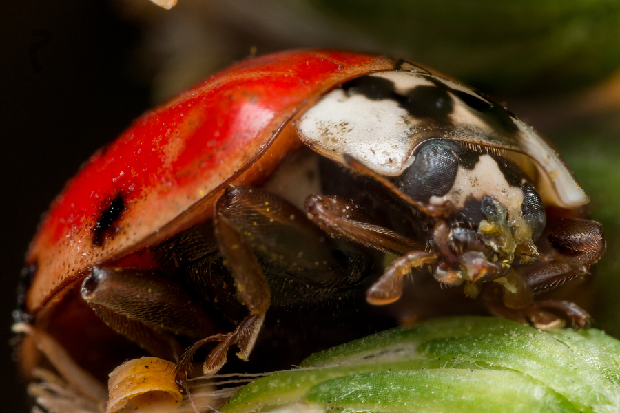 Hornets, Wasps, or Bees? Stinging Insects in North Carolina