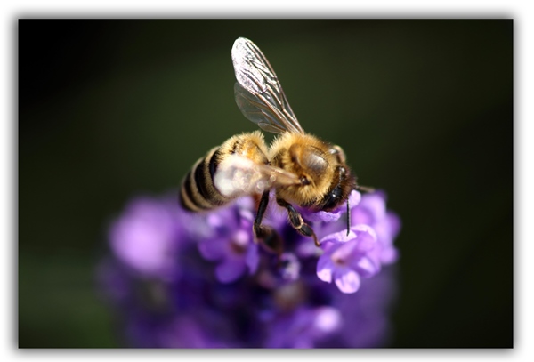 bees wasps raleigh removal critter control