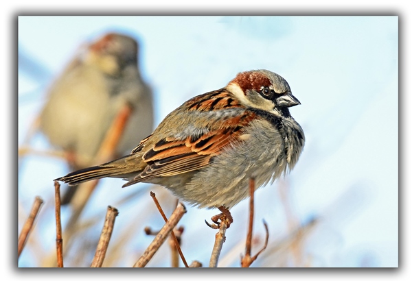 birds raleigh removal critter control