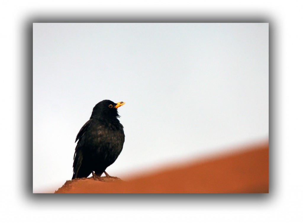 blackbirds raleigh removal critter control
