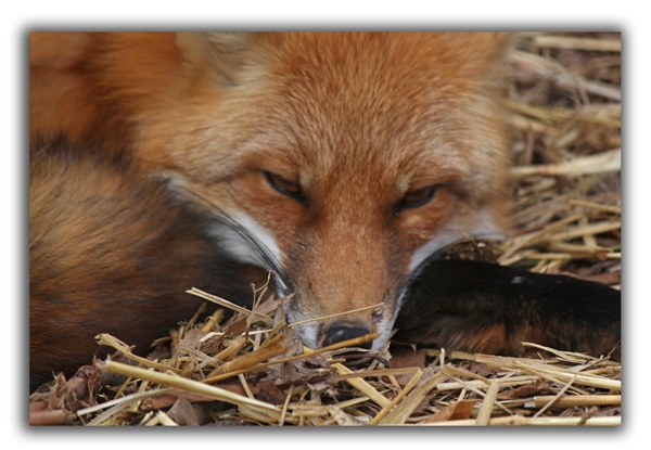 fox raleigh removal critter control