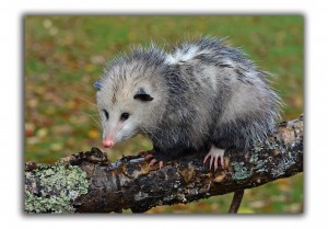 raleigh removal critter control opossums
