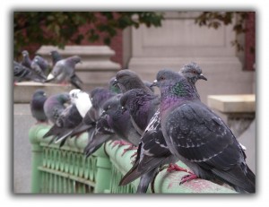 pigeons raleigh removal critter control