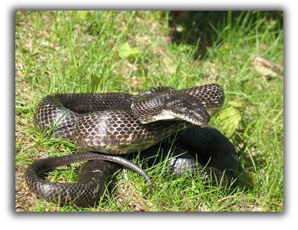 snakes raleigh removal critter control