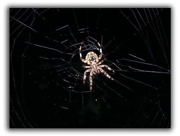 spider raleigh removal critter control