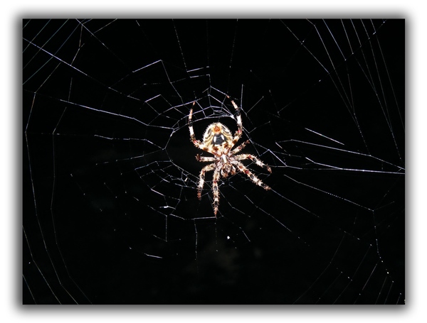 Barn Spider Control Services - Barn Spider Exterminators