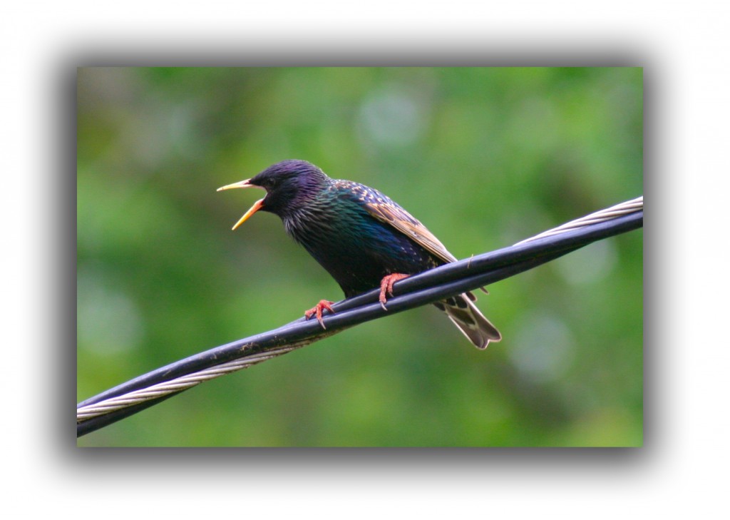 starling raleigh removal critter control