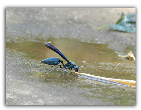 bee wasps raleigh removal critter control