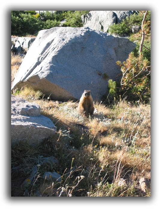 groundhog cary removal