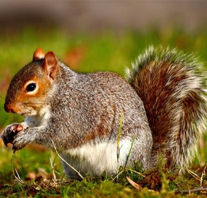 squirel raleigh nc animal removal control