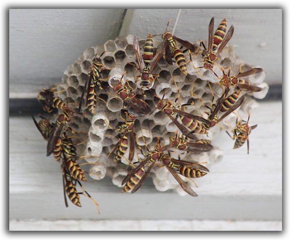 bees hive raleigh removal critter control