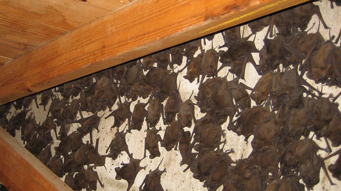 All About The Bats What To Do If Make Their Home In Your House All About The Bats What To Do If Make Their Home In Your House
