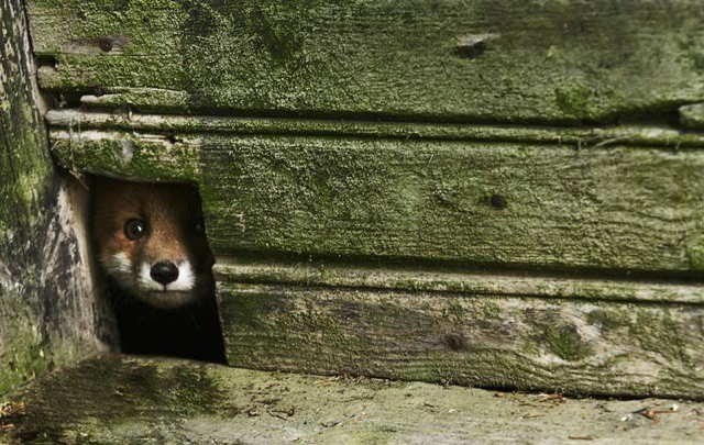 5 Ways Animals Are Getting Into Your House | Critter Control of the Triangle 5 Ways Animals Are Getting Into Your House | Critter Control of the Triangle