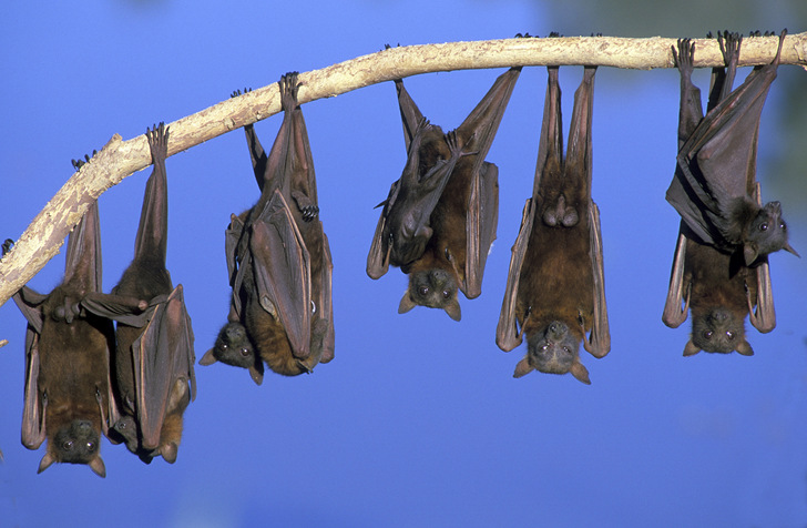 Bat Season In Raleigh What To Know About Bat Removal Critter Control Of The Triangle