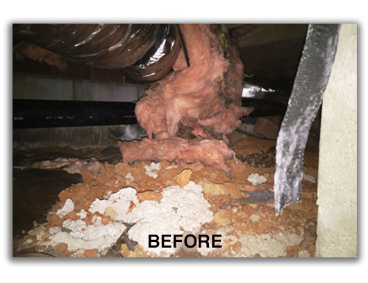 crawlspace restoration critter control removal raleigh