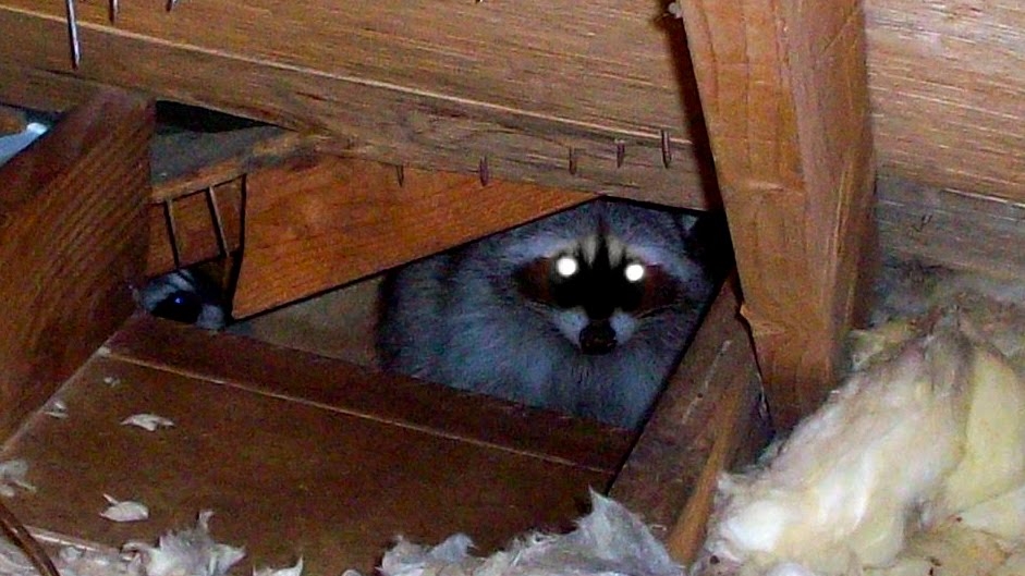 HELP! I HAVE ANIMALS IN THE ATTIC