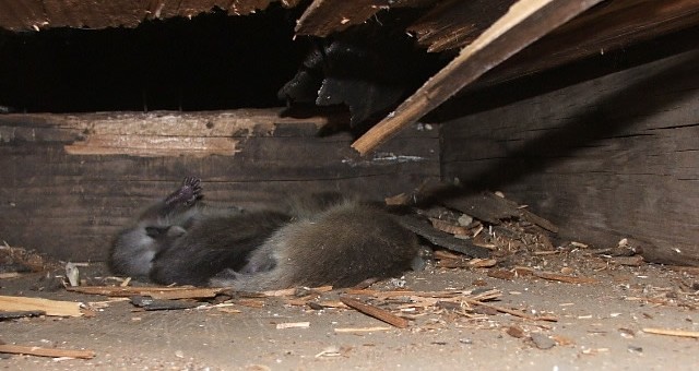 How To Tell What Kind of Animal is in My Attic