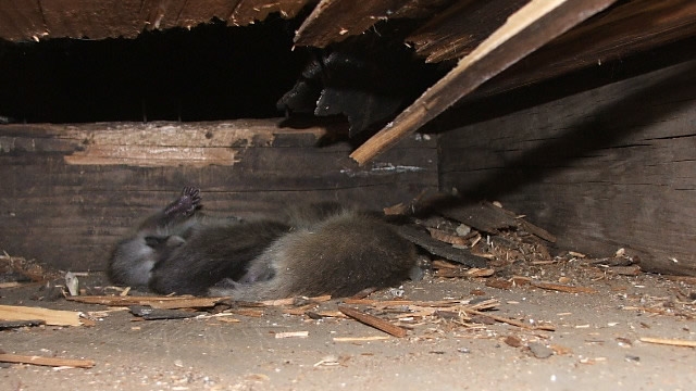 How To Protect Your Crawlspace From Animals In Winter | Critter Control of  the Triangle