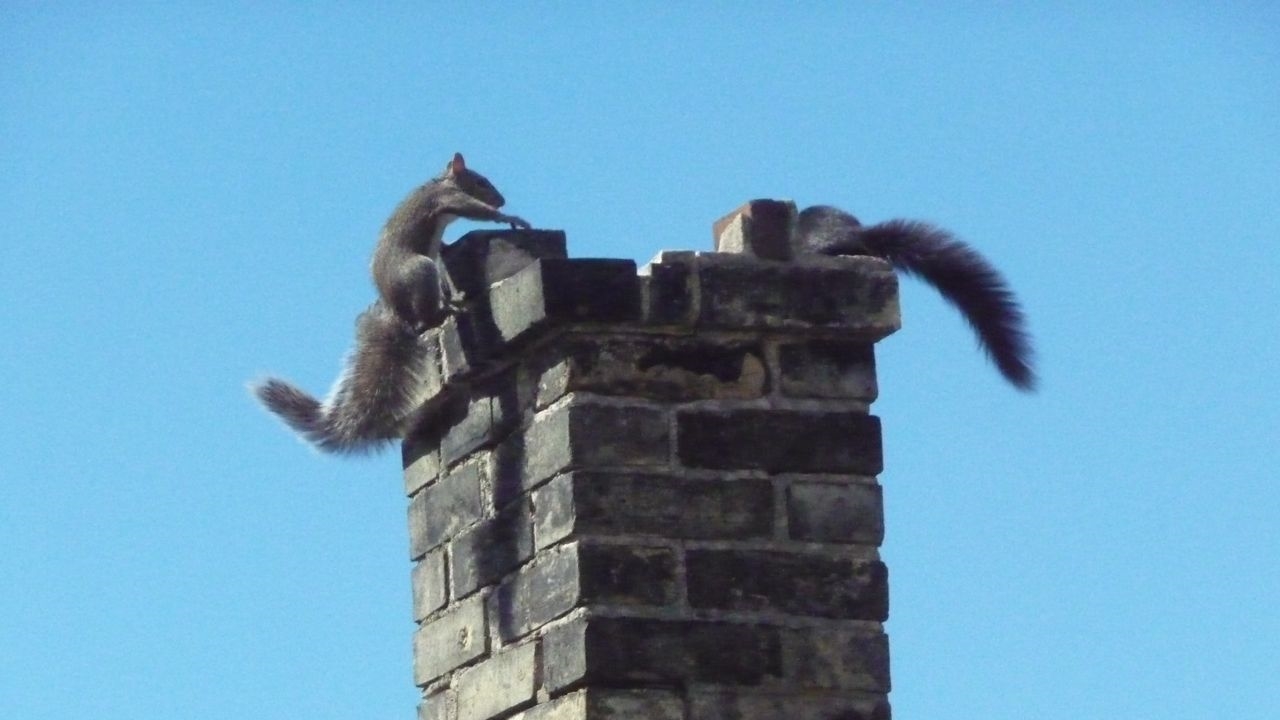 Animals & Pests in the Chimney Critter Control of the Triangle