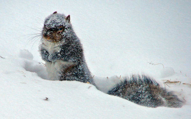 Cold Weather Can Drive Wild Animals Into Your Home | Critter Control of the Triangle Cold Weather Can Drive Wild Animals Into Your Home | Critter Control of the Triangle