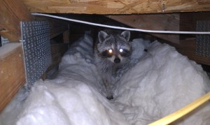 crawl space animal removal raleigh