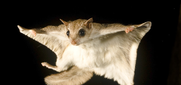 southern-flying-squirrel-raleigh-nc-remo