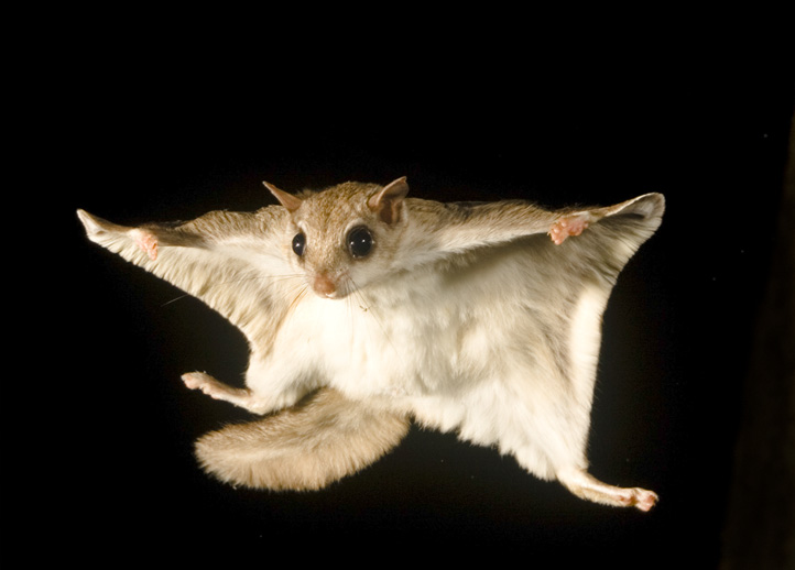 southern flying squirrel ralegh removal