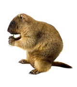 groundhog removal raleigh