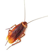 insect removal raleigh