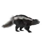 skunk removal raleigh
