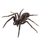 spider removal raleigh