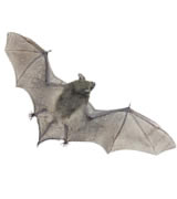 bat removal raleigh