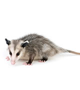 opossum removal raleigh