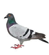 pigeon removal raleigh