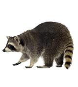 raccoon removal raleigh