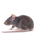 rat removal raleigh