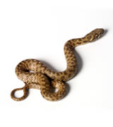 snake removal raleigh
