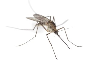 Mosquito removal pest exterminator raleigh nc