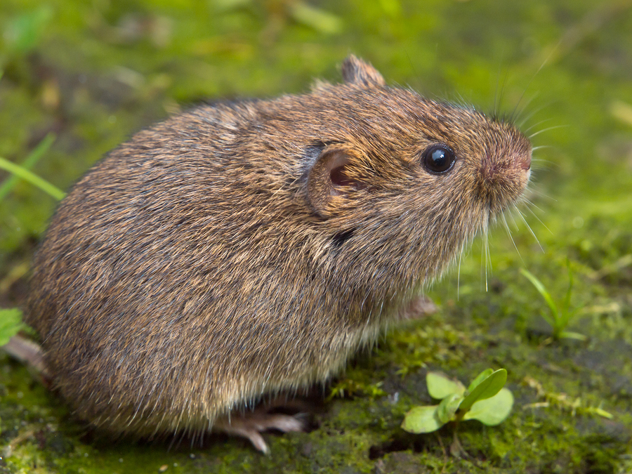 Vole Removal Raleigh, NC Chapel Hill