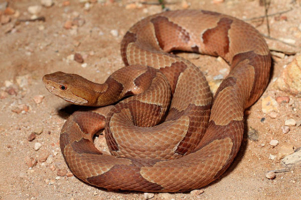 copperhead in north carolina types of snake | Critter Control of the