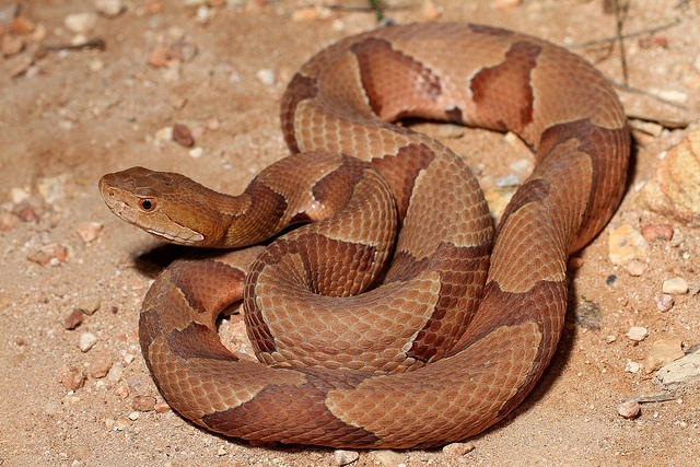 copperhead in north carolina types of snake