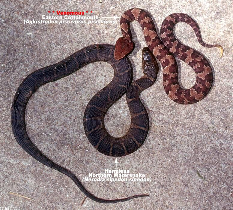 cottonmouth banded water snake difference look like
