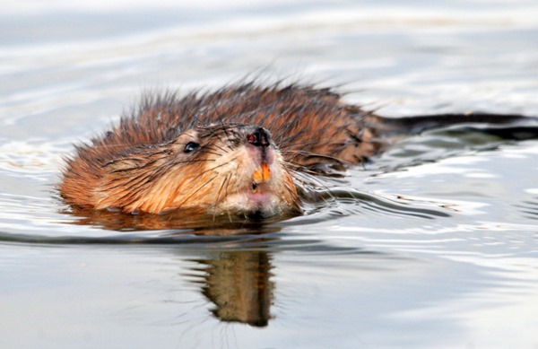 muskrat raleigh nc creek pond water