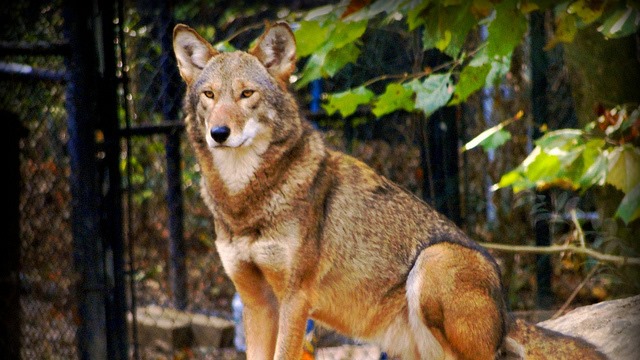 Are There Red Wolves in Raleigh? | Critter Control of the Triangle