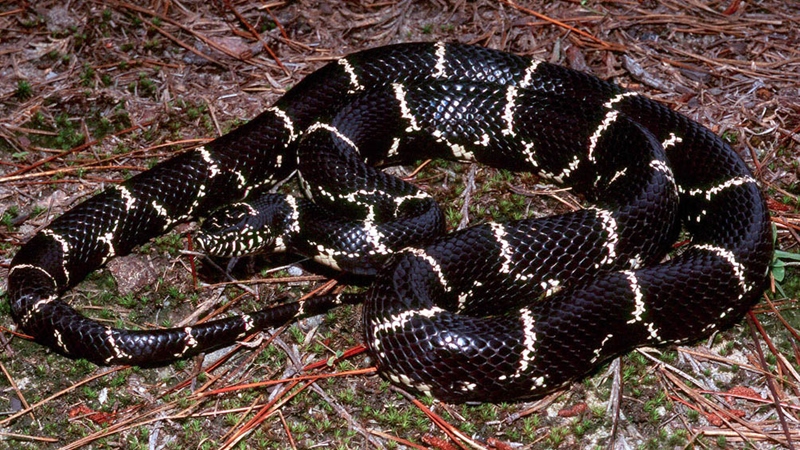 When Is Snake Season In North Carolina Critter Control Of The Triangle When Is Snake Season In North Carolina Critter Control Of The Triangle