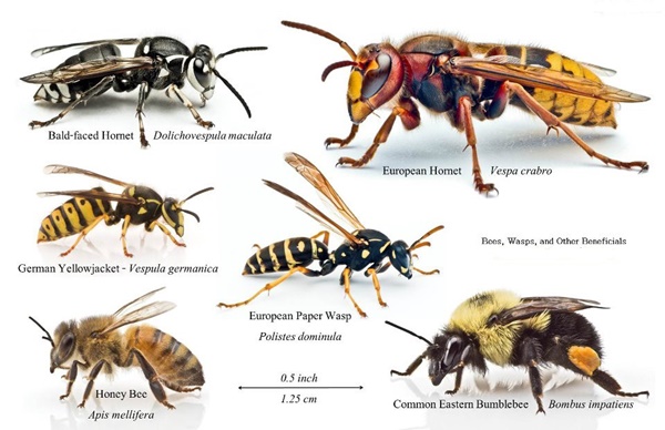 difference-between-wasps-bees-hornets-yellow-jackets
