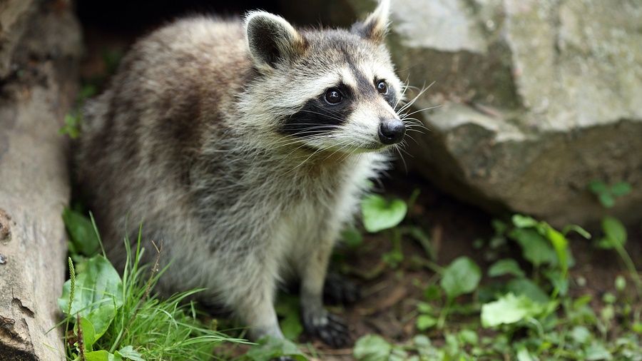 Rabies and Animals in North Carolina | Critter Control of the Triangle