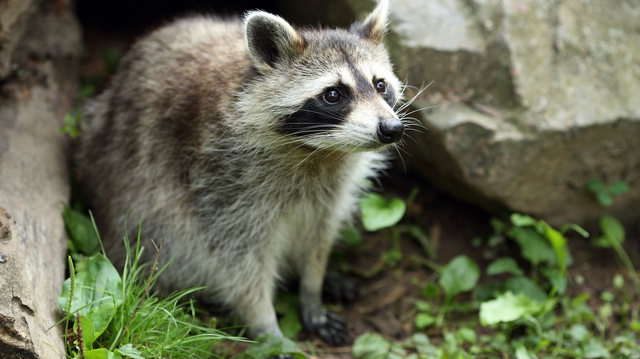 Rabies and Animals in North Carolina | Critter Control of the Triangle Rabies and Animals in North Carolina | Critter Control of the Triangle