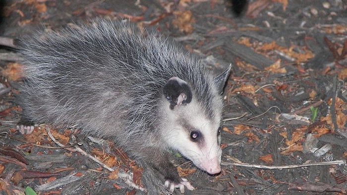 Opossums and Raccoons in the Carolina Summer | Critter Control of the