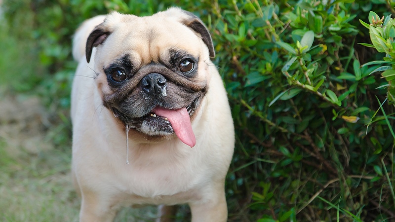 Rabies Spikes in Summer Months | Critter Control of the Triangle Rabies Spikes in Summer Months | Critter Control of the Triangle